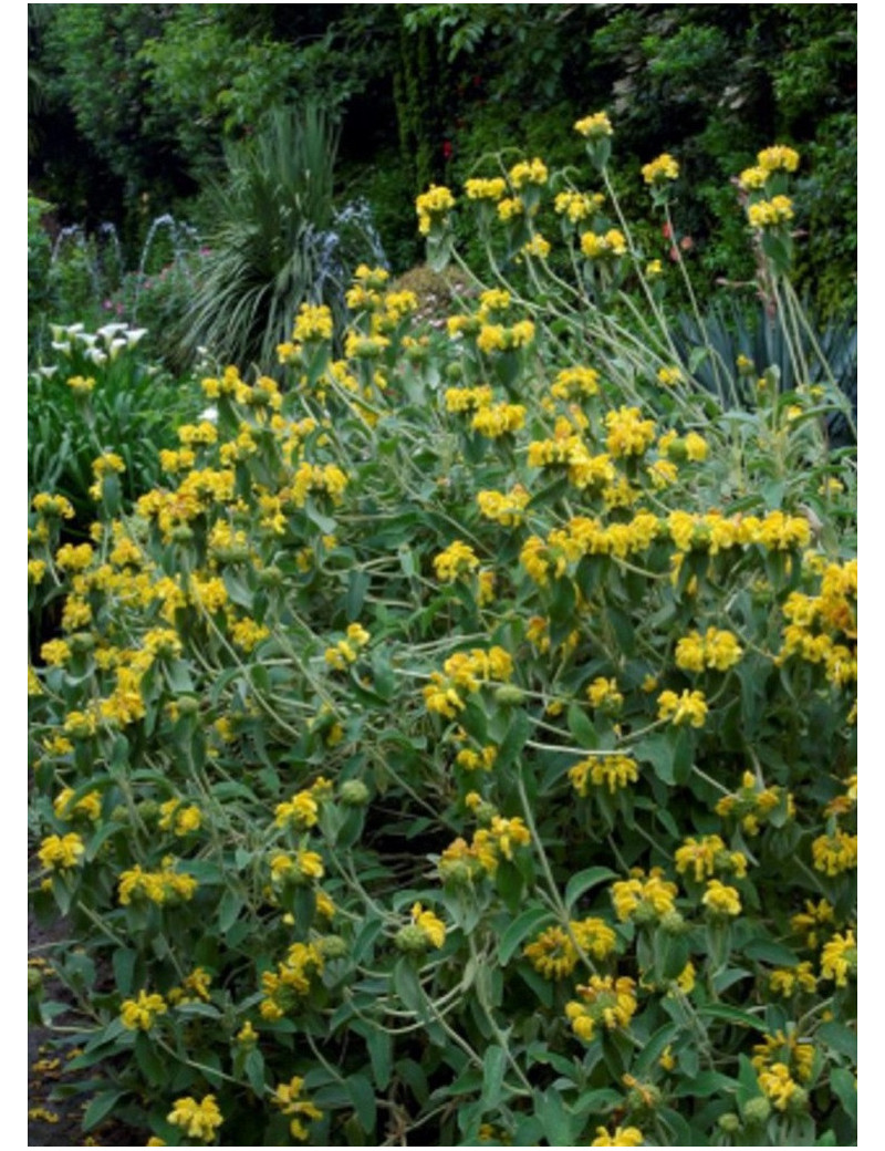 PHLOMIS fruticosa (Sauge de Jérusalem)