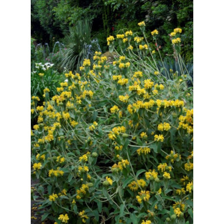 PHLOMIS fruticosa (Sauge de Jérusalem)