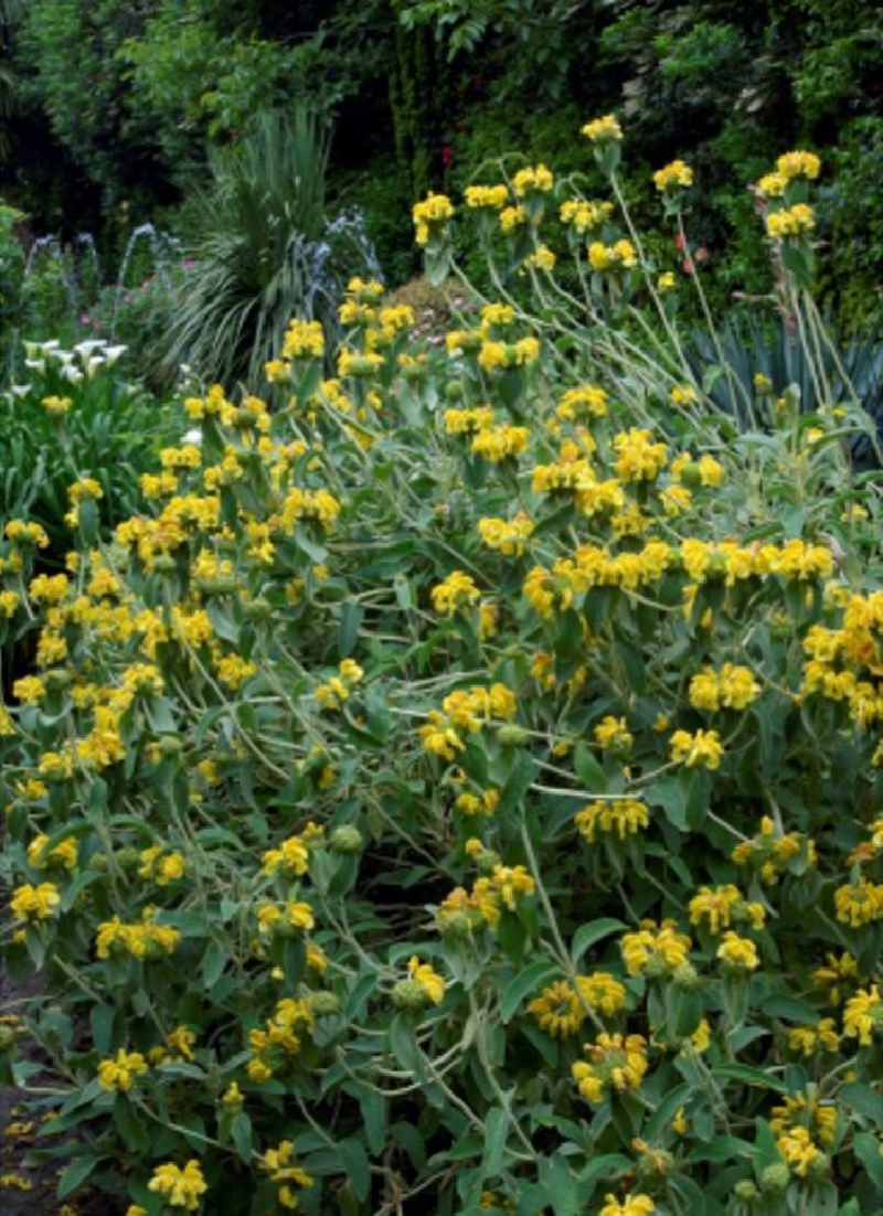 PHLOMIS fruticosa