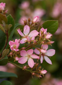 raphiolepis-dinde-springtime-rhaphiolepis-indica-springtime-1.jpg