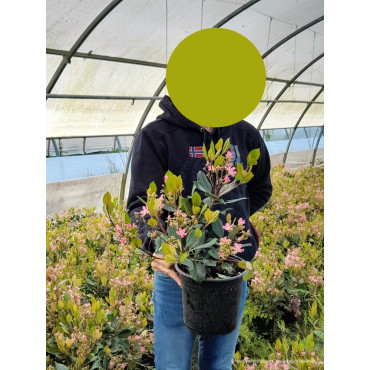 RHAPHIOLEPIS indica SPRINGTIME (Aubépine des Indes Springtime) En pot de 4-5 litres forme buisson