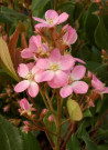 raphiolepis-dinde-springtime-rhaphiolepis-indica-springtime-3.jpg