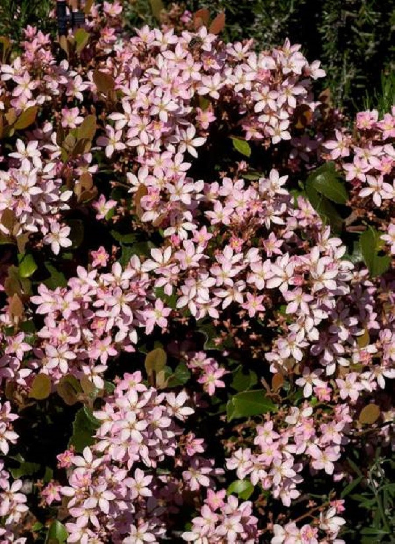 raphiolepis-dinde-springtime-rhaphiolepis-indica-springtime.jpg