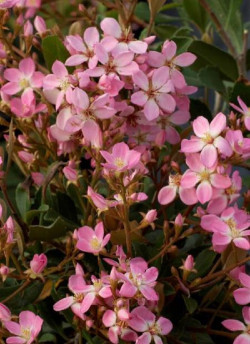 raphiolepis-dinde-springtime-rhaphiolepis-indica-springtime-2.jpg