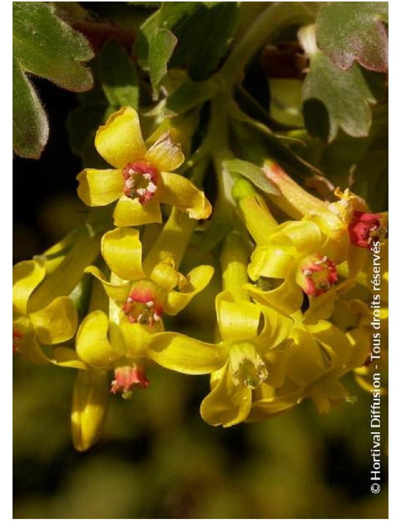 RIBES odoratum (Groseillier à fleurs doré)