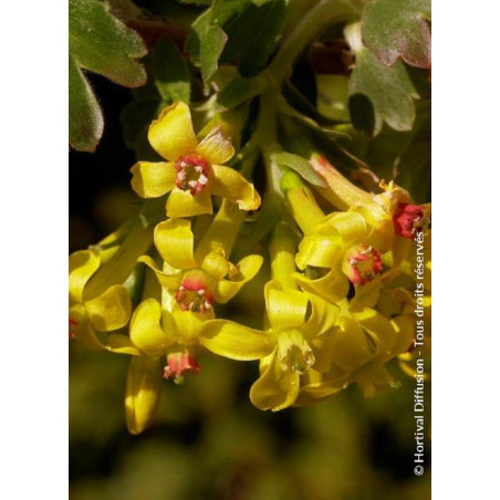 RIBES odoratum (Groseillier à fleurs doré)