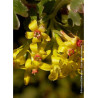 RIBES odoratum (Groseillier à fleurs doré)