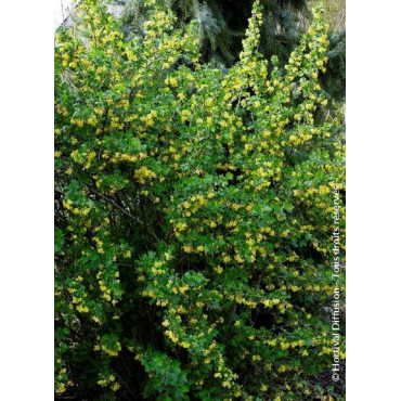 RIBES odoratum (Groseillier à fleurs doré)