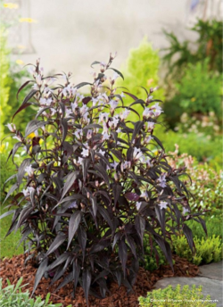 STROBILANTHES anispohyllus BRUNETTHY