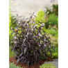 STROBILANTHES anispohyllus BRUNETTHY® (Strobilanthe)