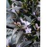 STROBILANTHES anispohyllus BRUNETTHY® (Strobilanthe)