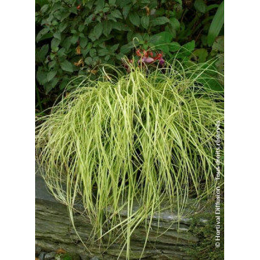 CAREX oshimensis EVERGOLD (Laîche)