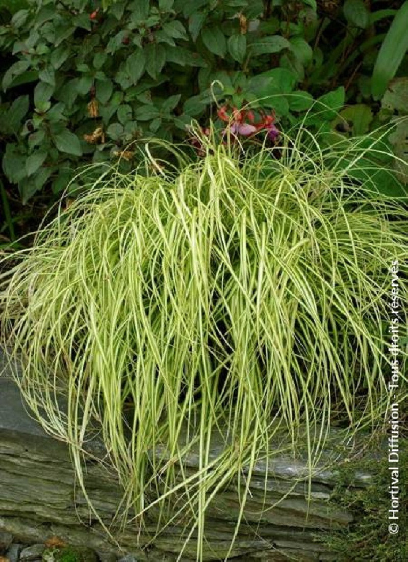 CAREX oshimensis EVERGOLD