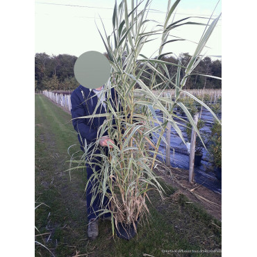 ARUNDO donax VARIEGATA En pot de 10-12 litres buisson hauteur 100-125 cm