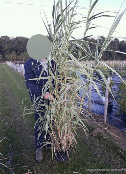 ARUNDO donax VARIEGATA En pot de 10-12 litres buisson hauteur 100-125 cm