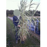 ARUNDO donax VARIEGATA (Canne de Provence panachée) En pot de 10-12 litres forme buisson