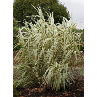 ARUNDO donax VARIEGATA (Canne de Provence panachée)