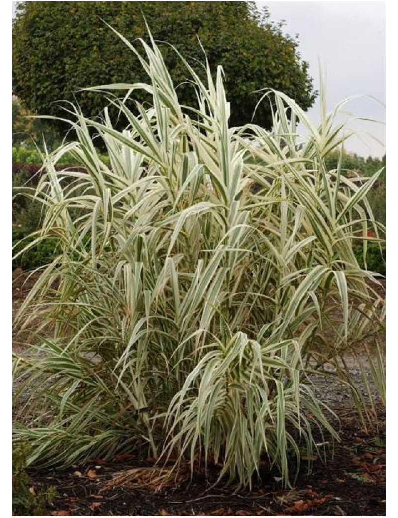 ARUNDO donax VARIEGATA (Canne de Provence panachée)