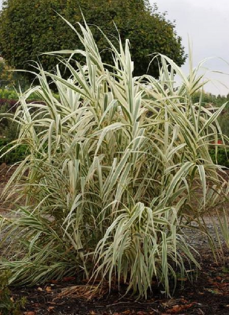 ARUNDO donax VARIEGATA