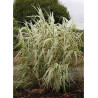 ARUNDO donax VARIEGATA (Canne de Provence panachée)