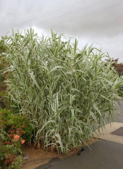 ARUNDO donax VARIEGATA
