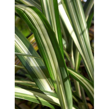 ARUNDO donax VARIEGATA (Canne de Provence panachée)