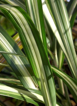 ARUNDO donax VARIEGATA