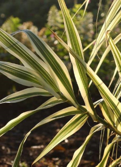 ARUNDO donax VARIEGATA