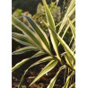 ARUNDO donax VARIEGATA (Canne de Provence panachée)