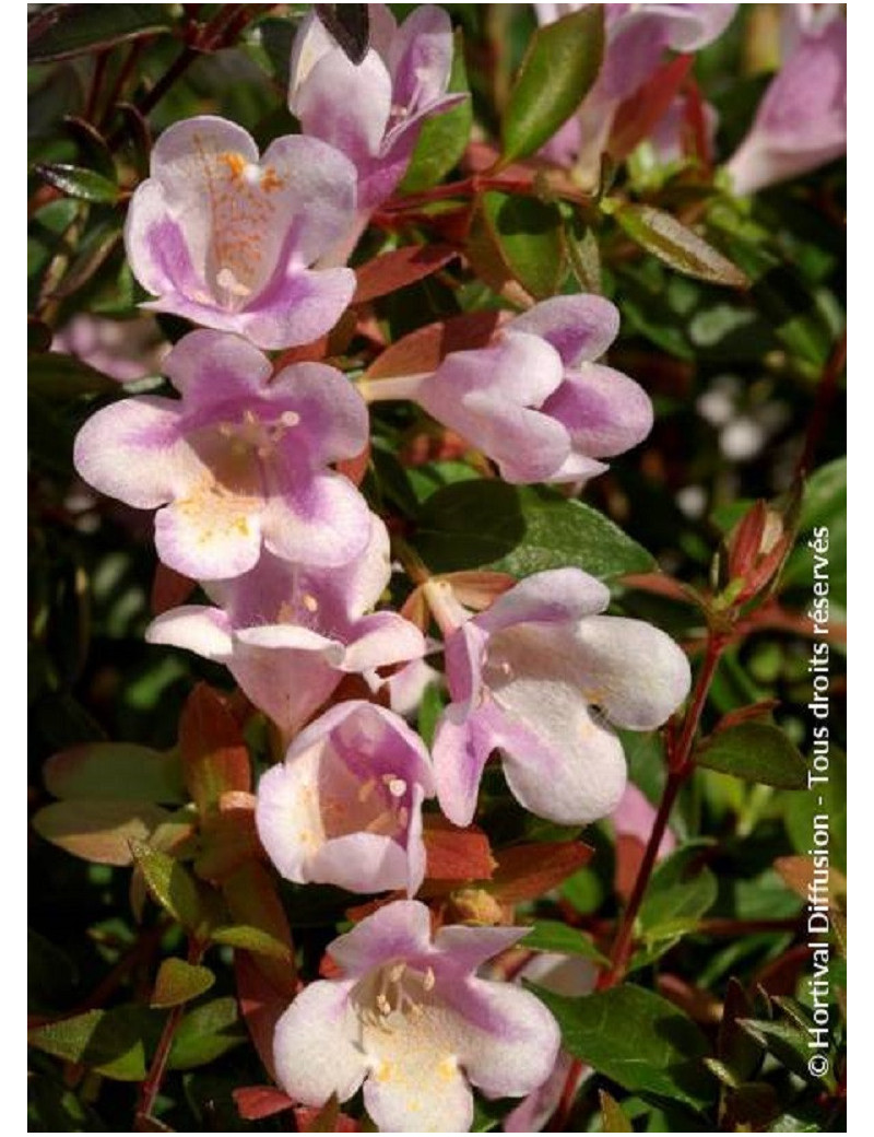 ABELIA grandiflora PASTEL CHARM® (Abélia à grandes fleurs Pastel charm)