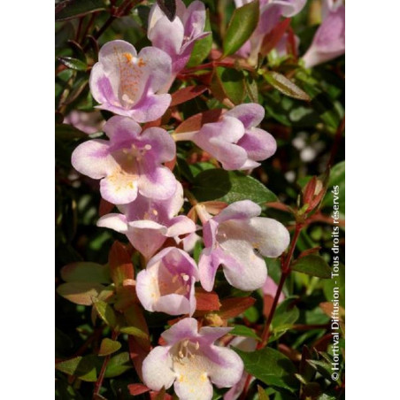 ABELIA grandiflora PASTEL CHARM® (Abélia à grandes fleurs Pastel charm)