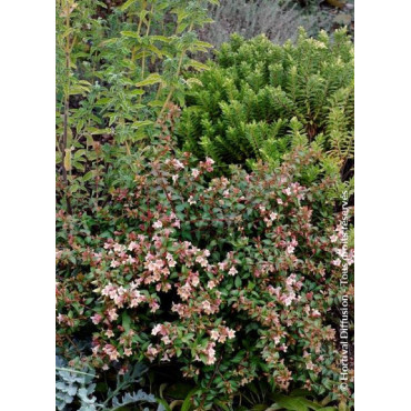 ABELIA grandiflora PASTEL CHARM® (Abélia à grandes fleurs Pastel charm)