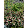 ABELIA grandiflora PASTEL CHARM® (Abélia à grandes fleurs Pastel charm)
