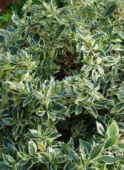 abelia-a-grandes-fleurs-confetti-abelia-grandiflora-confetti.jpg