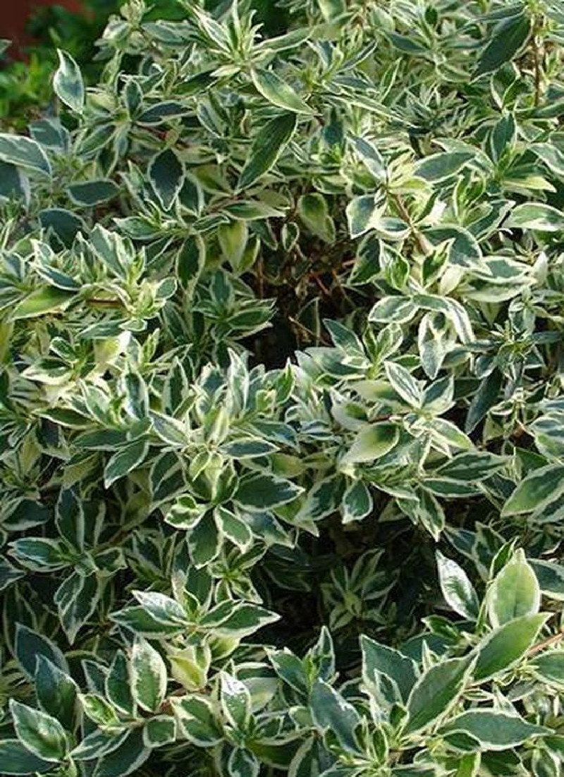 abelia-a-grandes-fleurs-confetti-abelia-grandiflora-confetti.jpg