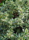 abelia-a-grandes-fleurs-confetti-abelia-grandiflora-confetti.jpg