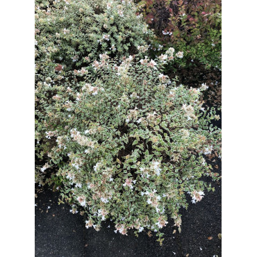 ABELIA grandiflora CONFETTI® (Abélia à grandes fleurs Confetti)