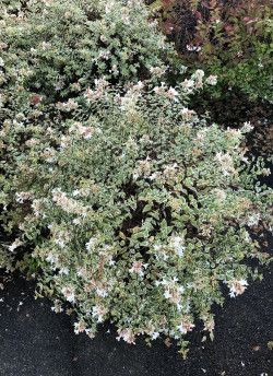 ABELIA CONFETTI