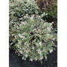 ABELIA grandiflora CONFETTI® (Abélia à grandes fleurs Confetti)