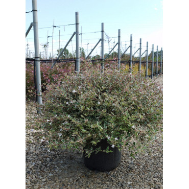 ABELIA grandiflora CONFETTI® (Abélia à grandes fleurs Confetti) En pot de 15-20 litres forme buisson