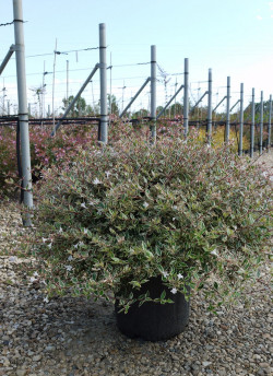 abelia-a-grandes-fleurs-confetti-abelia-grandiflora-confetti-4.jpg