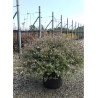 ABELIA grandiflora CONFETTI® (Abélia à grandes fleurs Confetti) En pot de 15-20 litres forme buisson