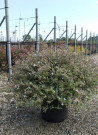 abelia-a-grandes-fleurs-confetti-abelia-grandiflora-confetti-4.jpg
