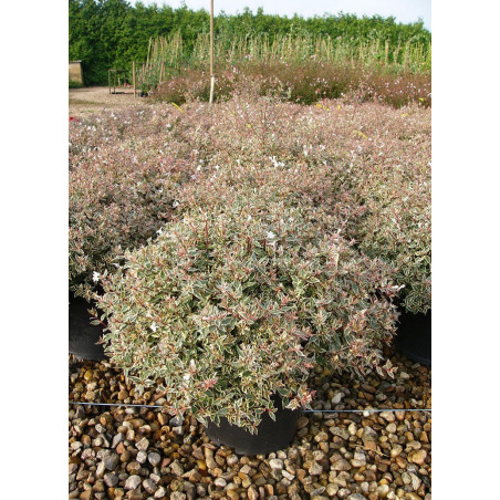 ABELIA grandiflora CONFETTI® (Abélia à grandes fleurs Confetti)