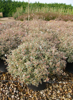 ABELIA CONFETTI