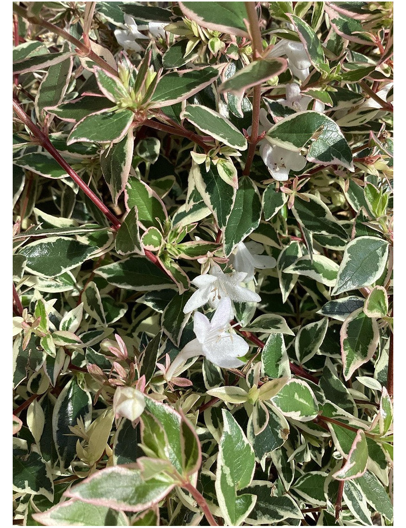 ABELIA grandiflora CONFETTI® (Abélia à grandes fleurs Confetti)