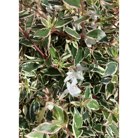 ABELIA grandiflora CONFETTI® (Abélia à grandes fleurs Confetti)