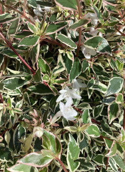 abelia-a-grandes-fleurs-confetti-abelia-grandiflora-confetti-1.jpg