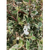 ABELIA grandiflora CONFETTI® (Abélia à grandes fleurs Confetti)