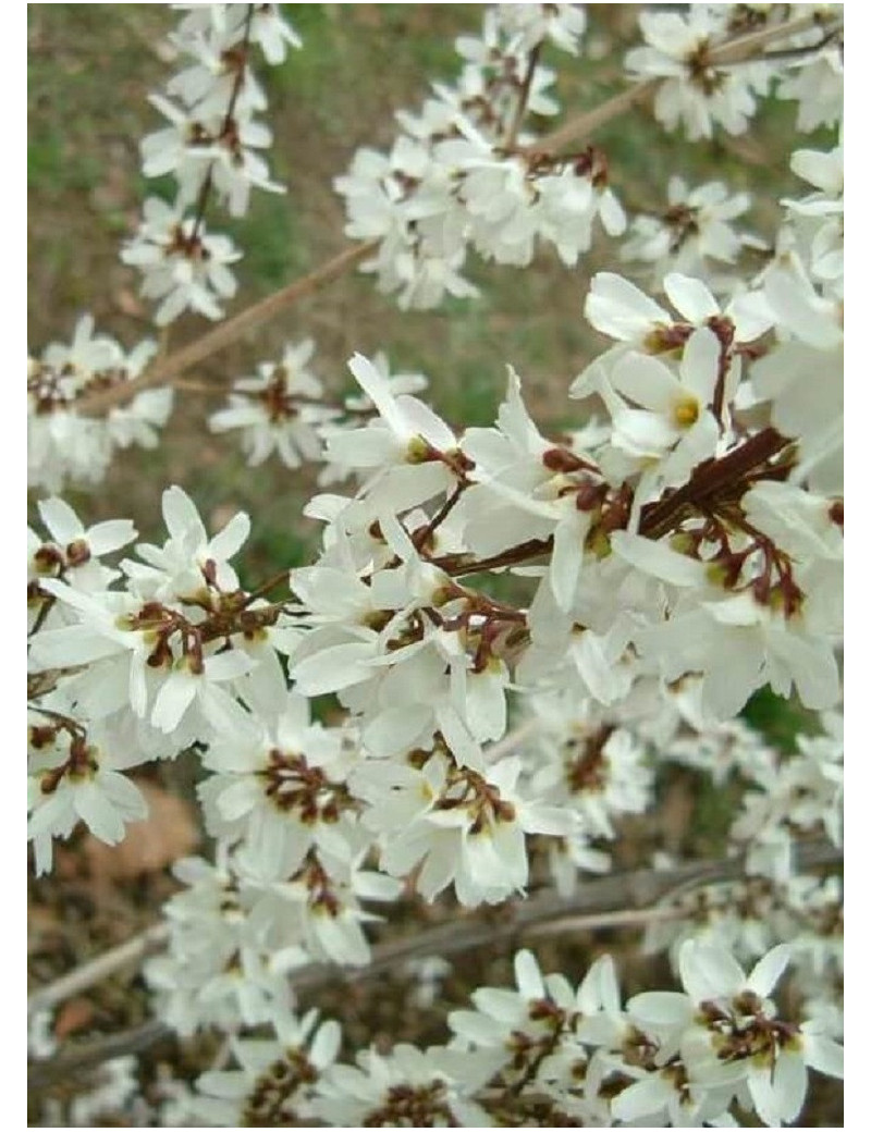 ABELIOPHYLLUM distichum (Forsythia blanc)